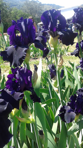 Florist «Pleasants Valley Iris Farm», reviews and photos, 7317 Pleasants Valley Rd, Vacaville, CA 95688, USA