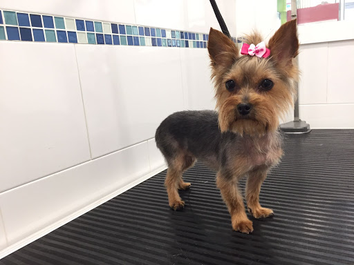 Peluqueria Canina y Consultorio Veterinario Pelujos en Velada