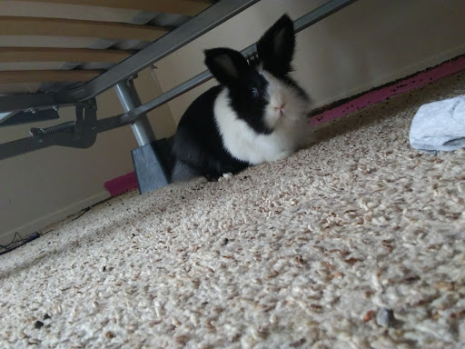 Pet Supply Store «Petco Animal Supplies», reviews and photos, 5700 100th St SW, Lakewood, WA 98499, USA