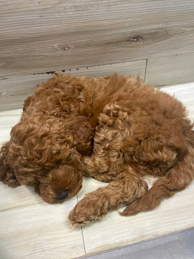 Pet Supply Store «Petland Dallas», reviews and photos, 11909 Preston Rd, Dallas, TX 75230, USA