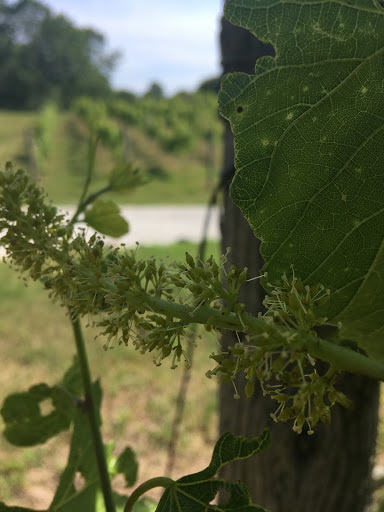 Winery «Oceana Winery & Vineyard», reviews and photos, 4980 S 52nd Ave, New Era, MI 49446, USA