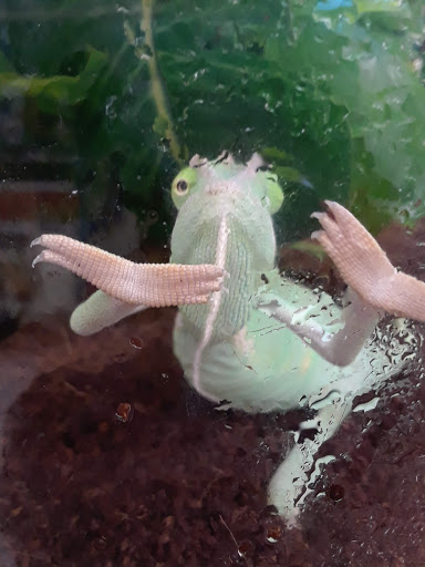 Pet Supply Store «Petco Animal Supplies», reviews and photos, 27111 167th Pl SE #113, Covington, WA 98042, USA