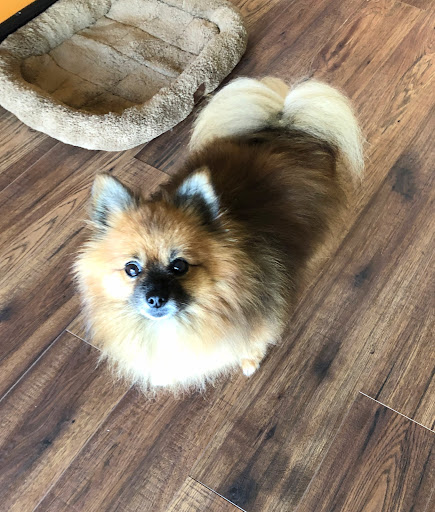 Pet Supply Store «Petco Animal Supplies», reviews and photos, 169 Federal Rd, Brookfield, CT 06804, USA