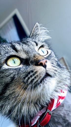 Pet Store «7 Seas Pet Care Center», reviews and photos, 13311 S Brandon Ave, Chicago, IL 60633, USA