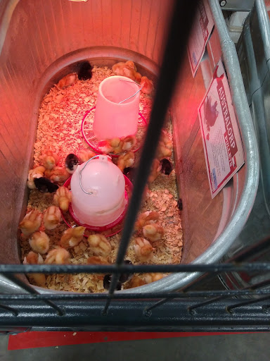 Home Improvement Store «Tractor Supply Co.», reviews and photos, 9273 Cafferty Ct, Inver Grove Heights, MN 55076, USA