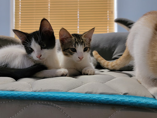 Ranch «C-A-L Ranch Stores», reviews and photos, 2075 N Pebble Creek Pkwy, Goodyear, AZ 85395, USA