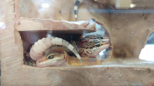 Pet Supply Store «Petco Animal Supplies», reviews and photos, 10235 Indianapolis Blvd, Highland, IN 46322, USA