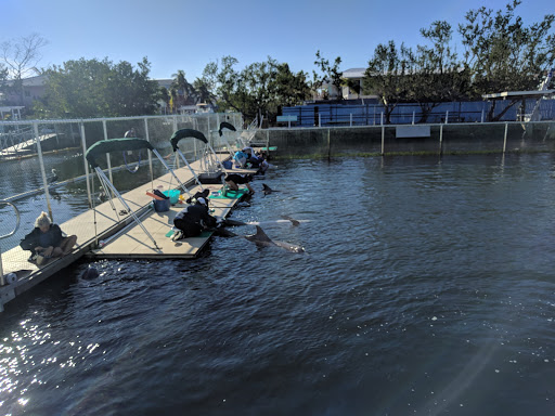 Recreation «Dolphins Plus Oceanside», reviews and photos, 31 Corinne Pl, Key Largo, FL 33037, USA