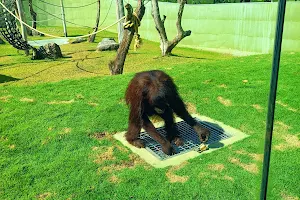 Chimpanzee View Point image