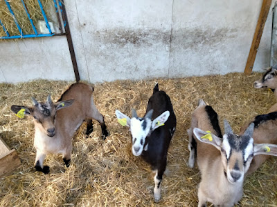 La ferme de Rachou à Roizy
