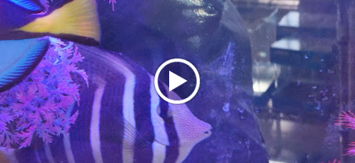 Tikis Tropical Fish image