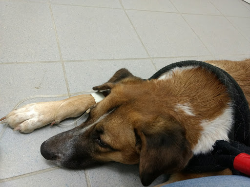 Undine Stolley-Wirth Tierärztin unter Egenhofen, Bayern