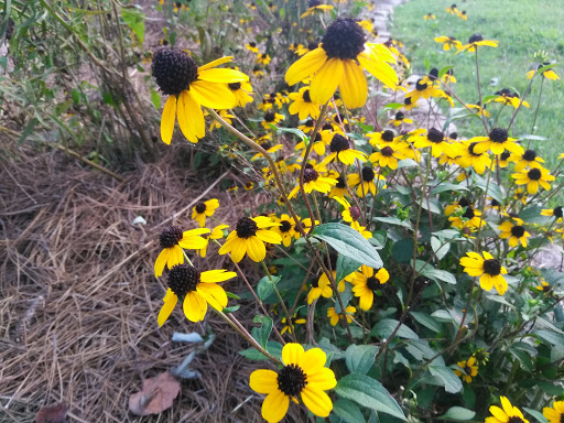 National Park «Kennesaw Mountain National Battlefield Park», reviews and photos, 900 Kennesaw Mountain Dr, Kennesaw, GA 30188, USA