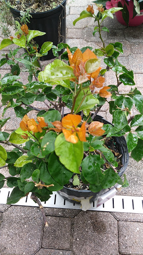 Golf Club «Citrus Hills Golf Country Club», reviews and photos, 509 E Hartford St, Hernando, FL 34442, USA