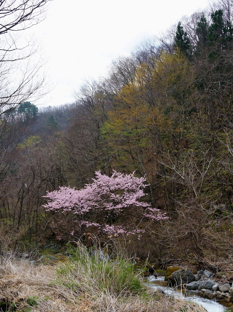 山ノ神桜