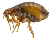 McCauley Agricultural & Pest Control - Photo 7 - Car repair in Brentwood, CA, Antioch