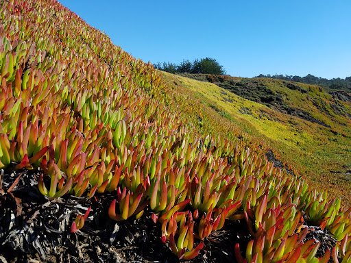 Park «MacKerricher State Park», reviews and photos, 24100 Mackerricher Park Rd, Fort Bragg, CA 95437, USA