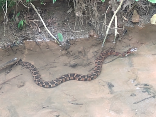 Nature Preserve «Reynolds Nature Preserve», reviews and photos, 5665 Reynolds Rd, Morrow, GA 30260, USA