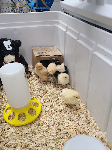 Bait Shop «Elkhorn Outdoor Sports», reviews and photos, 6745 20th St, Rio Linda, CA 95673, USA