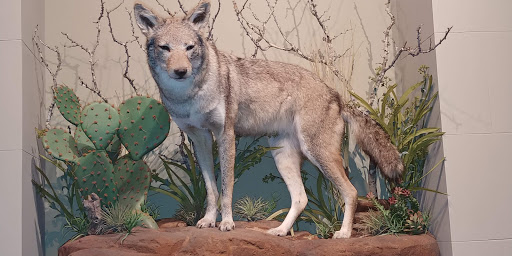 Art Museum «Briscoe Western Art Museum», reviews and photos, 210 W Market St, San Antonio, TX 78205, USA