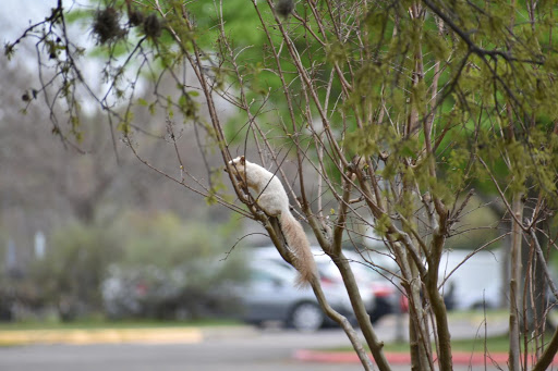 Museum «Texas Military Forces Museum», reviews and photos, 2200 W 35th St, Austin, TX 78703, USA