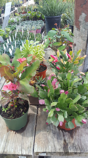 Gift Shop «Blue Hills Nursery & Gift Shop», reviews and photos, 16440 Whittier Blvd, Whittier, CA 90603, USA