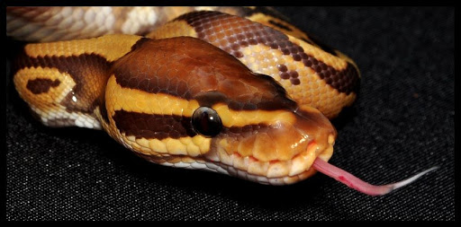 Pet Store «Cold Blooded Pets», reviews and photos, 176 Main St, Acushnet, MA 02743, USA