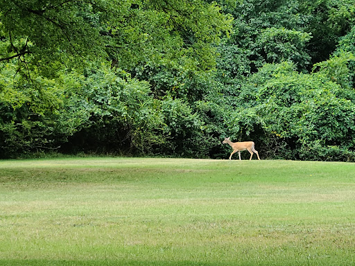 Disc Golf Course «Woodland Park Disc Golf Course - Columbia, TN», reviews and photos, 821 W 9th St, Columbia, TN 38401, USA