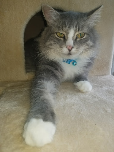 Pet Supply Store «PetSmart», reviews and photos, 1110 NY-112, Port Jefferson Station, NY 11776, USA