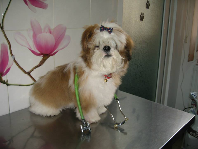 Blebea Valentina, Cabinet Medical Veterinar si Pensiune Canina - Veterinar