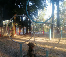 para perros Altamira Park photo