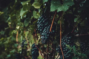 Sedlescombe Organic Vineyard image