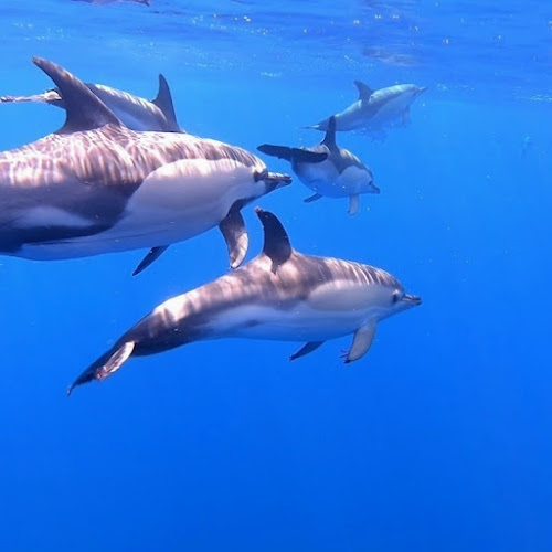 Blue Safari Madeira | Whale and dolphins watching - Funchal