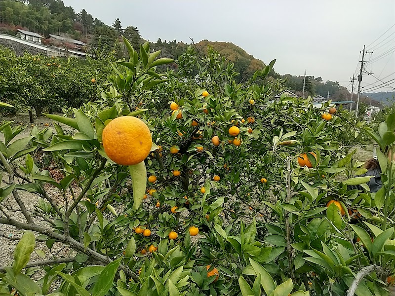 木村観光みかん園