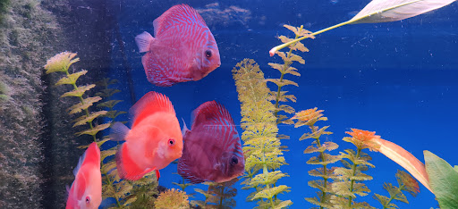 Pet Supply Store «Wet Spot Tropical Fish», reviews and photos, 4310 NE Hancock St, Portland, OR 97213, USA