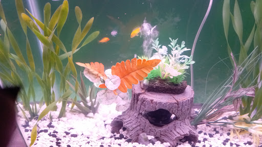 Pet Supply Store «Petco Animal Supplies», reviews and photos, 240 Upland Square Dr, Stowe, PA 19464, USA