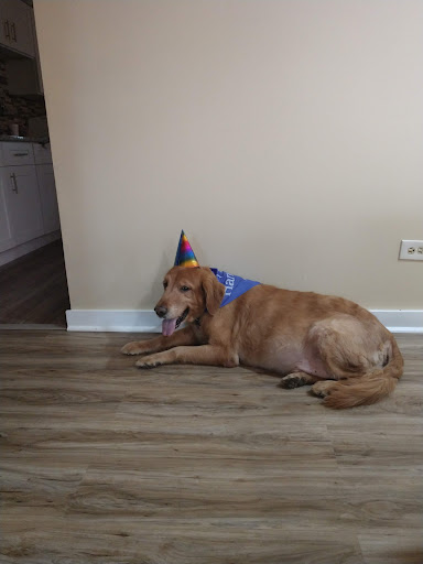 Pet Supply Store «Petco Animal Supplies», reviews and photos, 10235 Indianapolis Blvd, Highland, IN 46322, USA