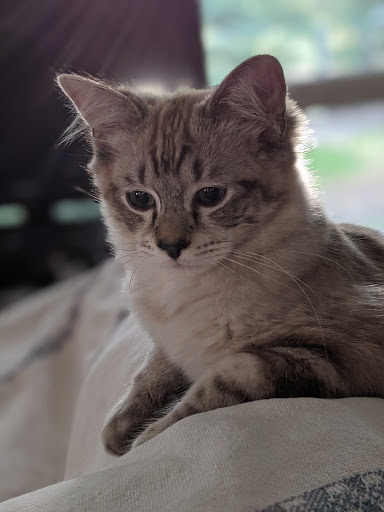 Pet Supply Store «Pet Supplies Plus», reviews and photos, 873 S Main St, Lapeer, MI 48446, USA