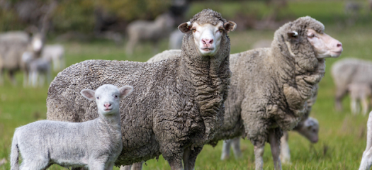 Ballarat Sheep Veterinary Services