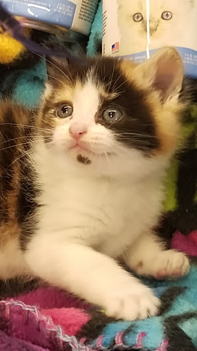 Pet Supply Store «PetSmart», reviews and photos, 2389 Taylor Park Dr, Reynoldsburg, OH 43068, USA