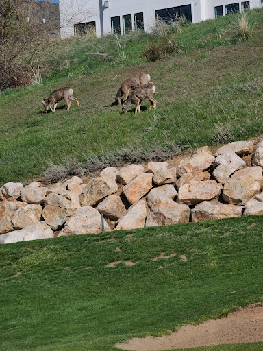 Golf Course «Valley View Golf Course», reviews and photos, 2501 E Gentile St, Layton, UT 84040, USA