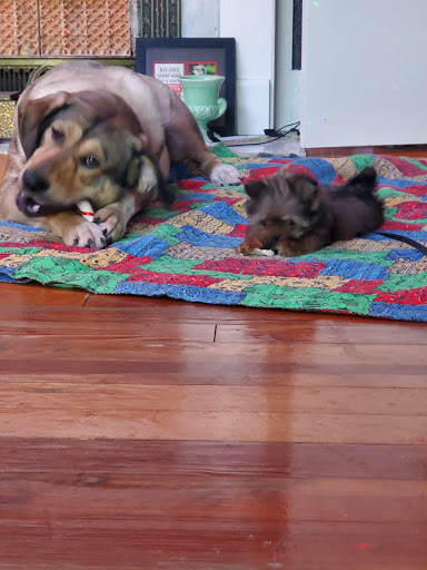 Pet Supply Store «Petco Animal Supplies», reviews and photos, 187 Stonebrook Pl, Jackson, TN 38305, USA