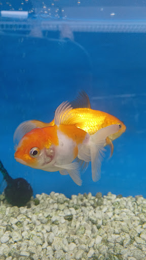 Tropical Fish Store «Ironbound Pet Shop», reviews and photos, 246 Ferry St # 5, Newark, NJ 07105, USA