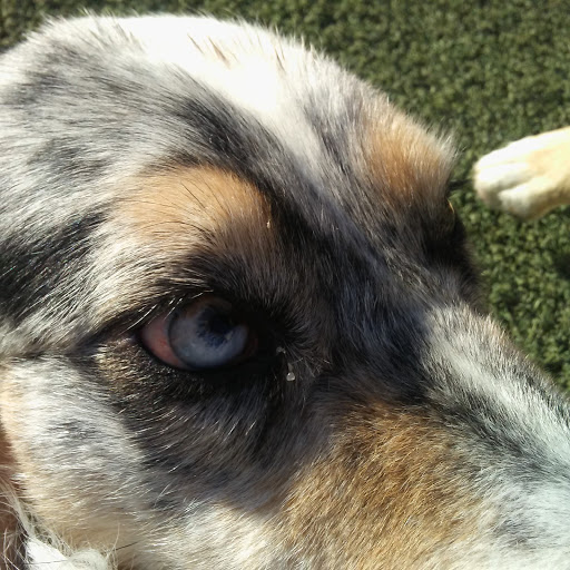 Pet Supply Store «Centinela Feed & Pet Supplies», reviews and photos, 4700 Pacific Coast Hwy, Long Beach, CA 90804, USA