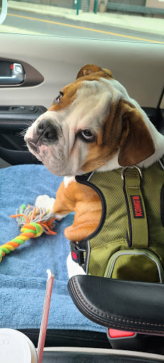 Pet Store «Village Pet Shop», reviews and photos, 701 N Black Horse Pike, Williamstown, NJ 08094, USA