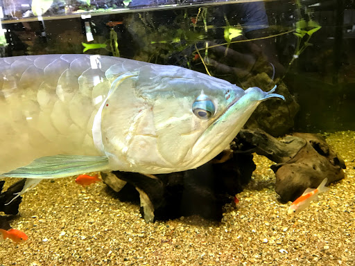 Pet Store «Olathe Pet Shop», reviews and photos, 16651 151st St, Olathe, KS 66062, USA