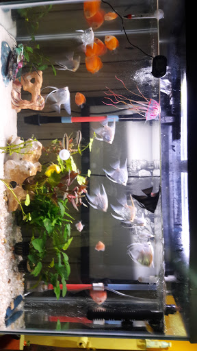 Pet Supply Store «Tropical Island Aquarium Fish Store Long Island», reviews and photos, 2112 Deer Park Ave, Deer Park, NY 11729, USA