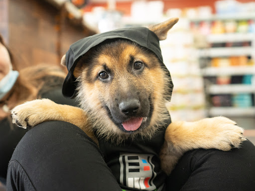 Pet Store «Petland», reviews and photos, 10289 Ulmerton Rd, Largo, FL 33771, USA