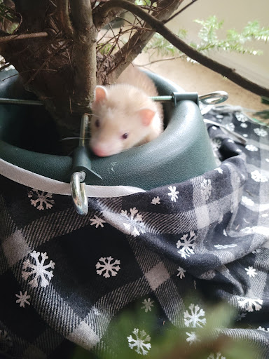 Pet Supply Store «Pet Supermarket», reviews and photos, 1040 Palm Coast Pkwy NW, Palm Coast, FL 32137, USA