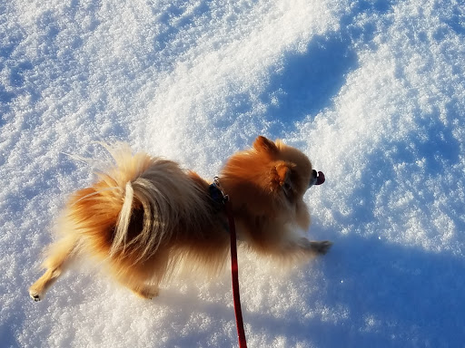 Barber Shop «Cut Loose Caboose Barber Shop», reviews and photos, 240 NW Gilman Blvd, Issaquah, WA 98027, USA